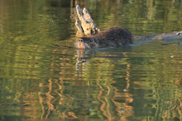 海狸鼠游泳 — 图库照片