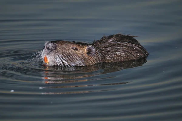 浮动的海狸鼠 — 图库照片