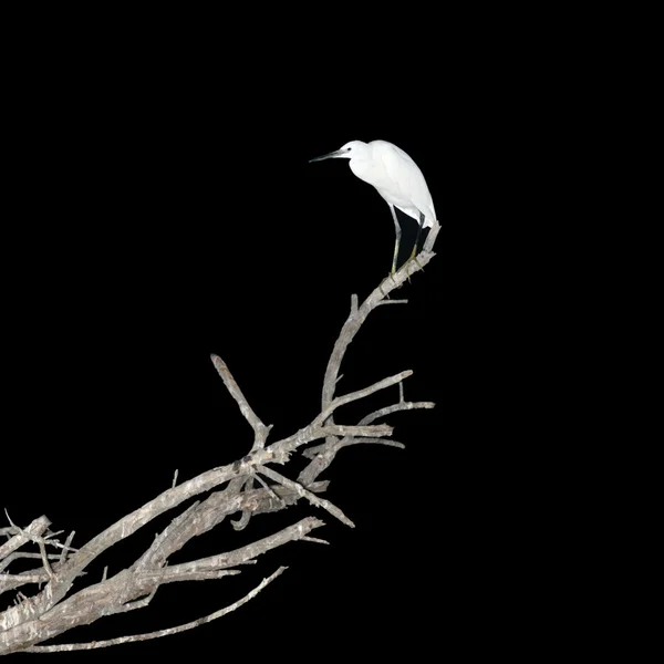 Jediné volavka na větvi v noci — Stock fotografie