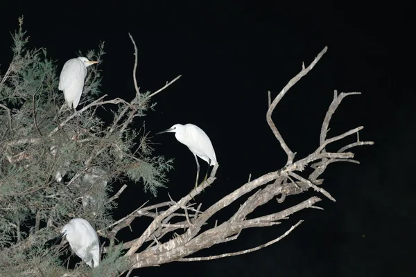 Tre hägrar på en gren på natten — Stockfoto