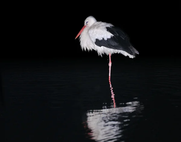 Singola cicogna bianca di notte — Foto Stock
