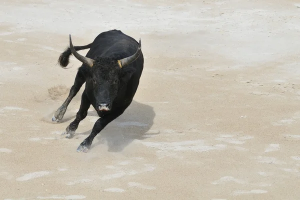 Black-Bull-Anklage — Stockfoto