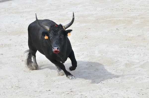 Черный бык с кровоточащей мордой готовится к атаке — стоковое фото