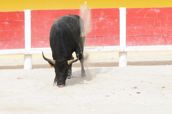 Toro nero con muso sanguinante che solleva la polvere in un bullring — Foto Stock