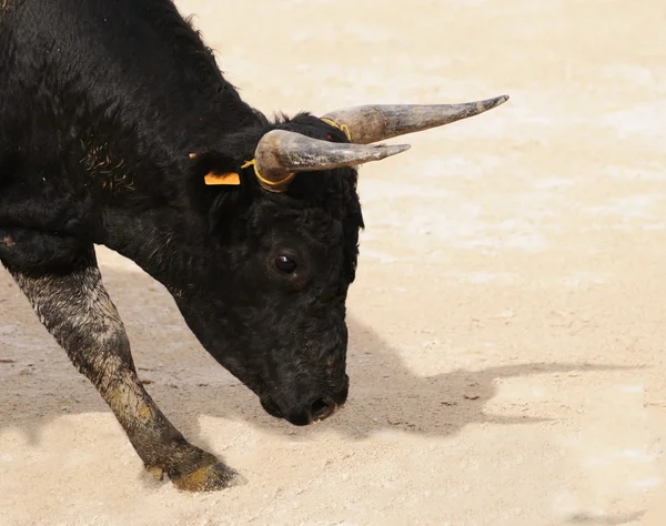 Retrato de um jovem touro preto se preparando para cobrar — Fotografia de Stock