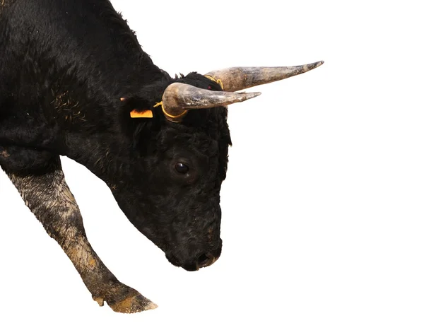 Retrato de um jovem touro preto se preparando para cobrar, isolamento em branco — Fotografia de Stock