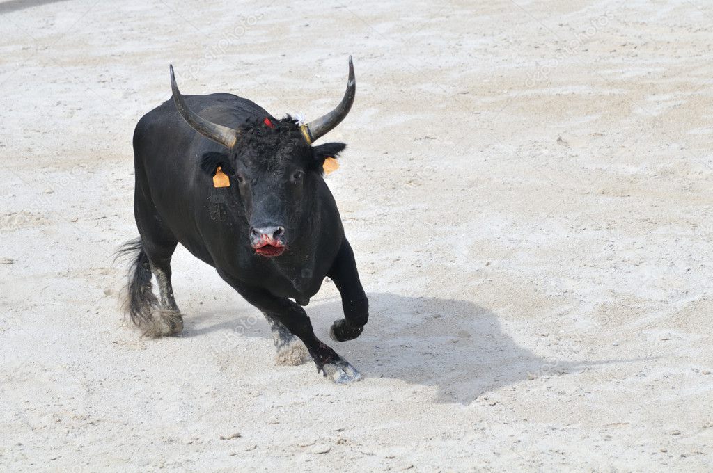 Black bull with bleeding muzzle preparing to charge