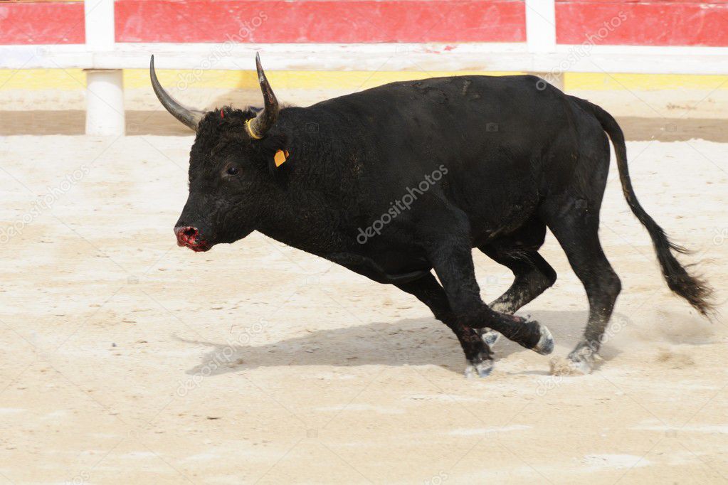 Black bull with bleeding muzzle charging in a bullring