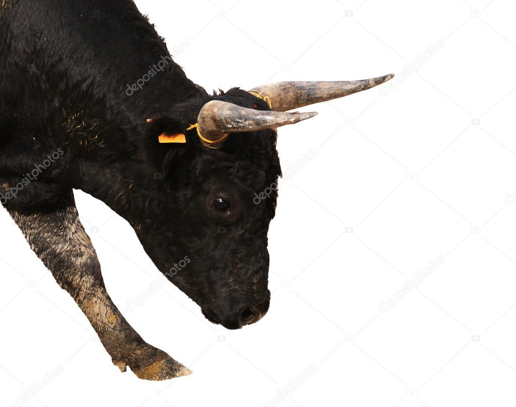 Portrait of a young black bull preparing to charge, isolation on white