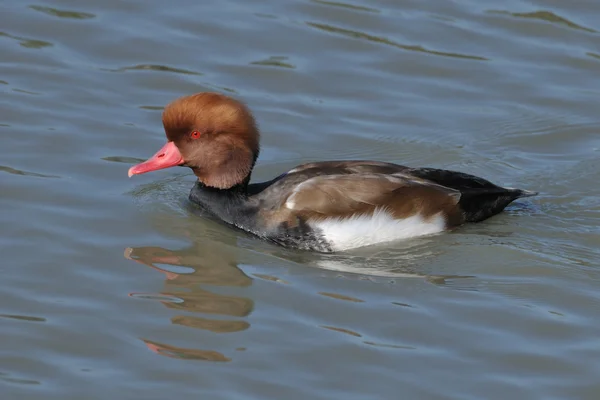 Red-crested Pochard swimming — Stock Photo, Image