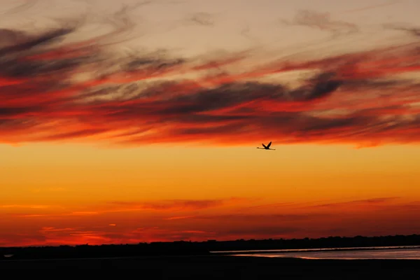 Sunset on a Camargue lagoon, with a single flamingo flying — Stock Photo, Image