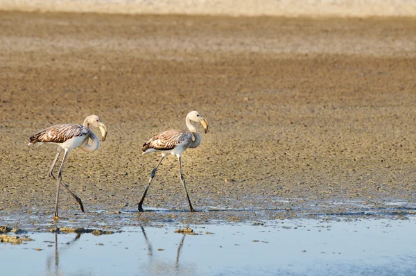 Dois flamingos maiores juvenis caminhando — Fotografia de Stock