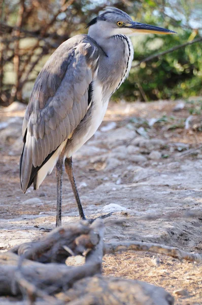 タマリスクの木の下にある灰色の heron 地位 — ストック写真