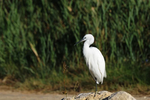 Pequeno egret de pé sobre uma rocha — Fotografia de Stock