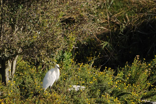 Little egret stående i brambles — Stockfoto