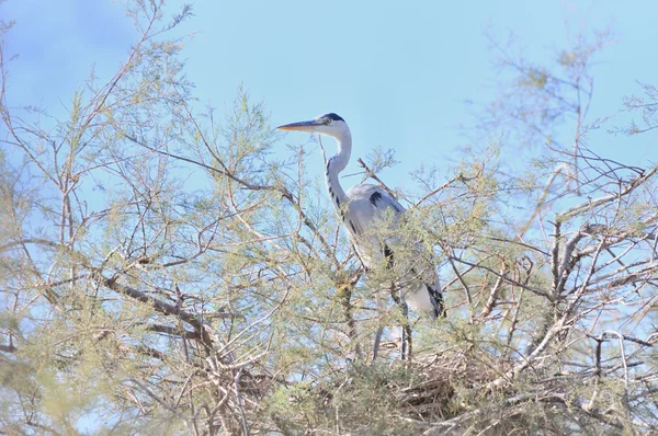 Héron gris sur une branche de tamaris — Photo