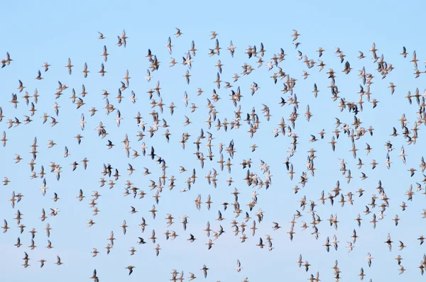Hunderte von Seevögeln — Stockfoto