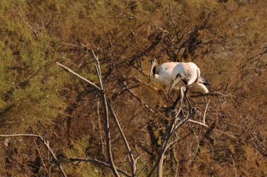 iki Afrika kutsal ibises Ilgın dal