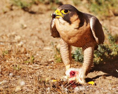 Peregrine Falcon eating its prey clipart