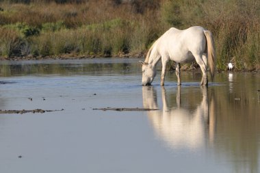 Camargue horse drinking in a pond clipart