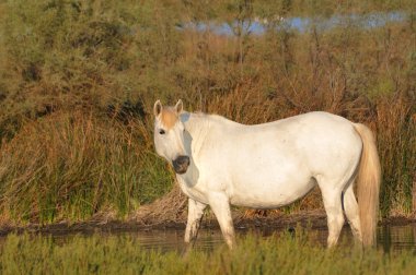 Camargue horse standing in a pond clipart