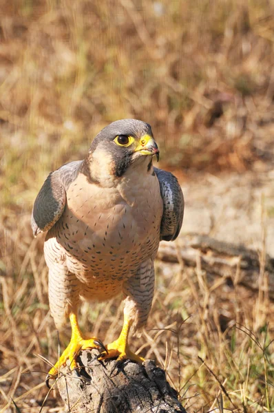 Peregrine Falcon bir piliç yedikten sonra — Stok fotoğraf
