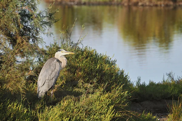 Grey heron on a low tamarisk branch — Stock Photo, Image