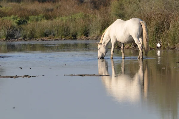 Camargský kůň pití v rybníku — Stock fotografie