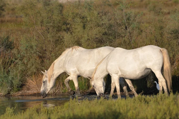 Dos caballos de Camarga bebiendo en un estanque — Foto de Stock