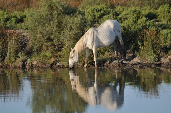 Camargský kůň pití na rybník — Stock fotografie