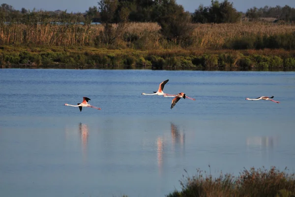 Four greater flamingos flying low over water