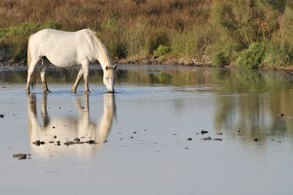 Camargský kůň pití v mělké jezírko — Stock fotografie