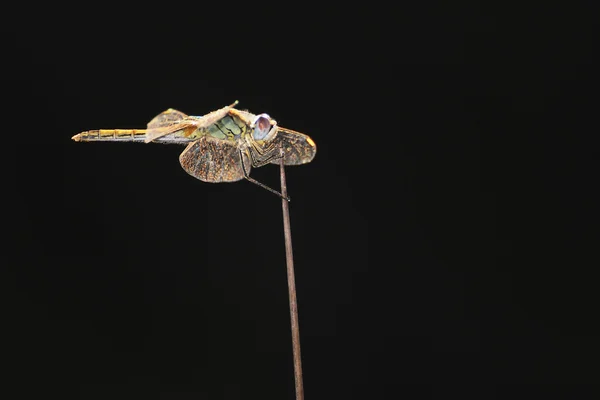 Dragonfly clinging to a twig — Stock Photo, Image