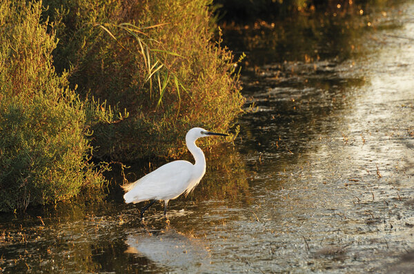 Little egret walking in shallow water