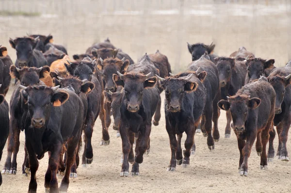 A herd of male calves charging — Stock Photo, Image