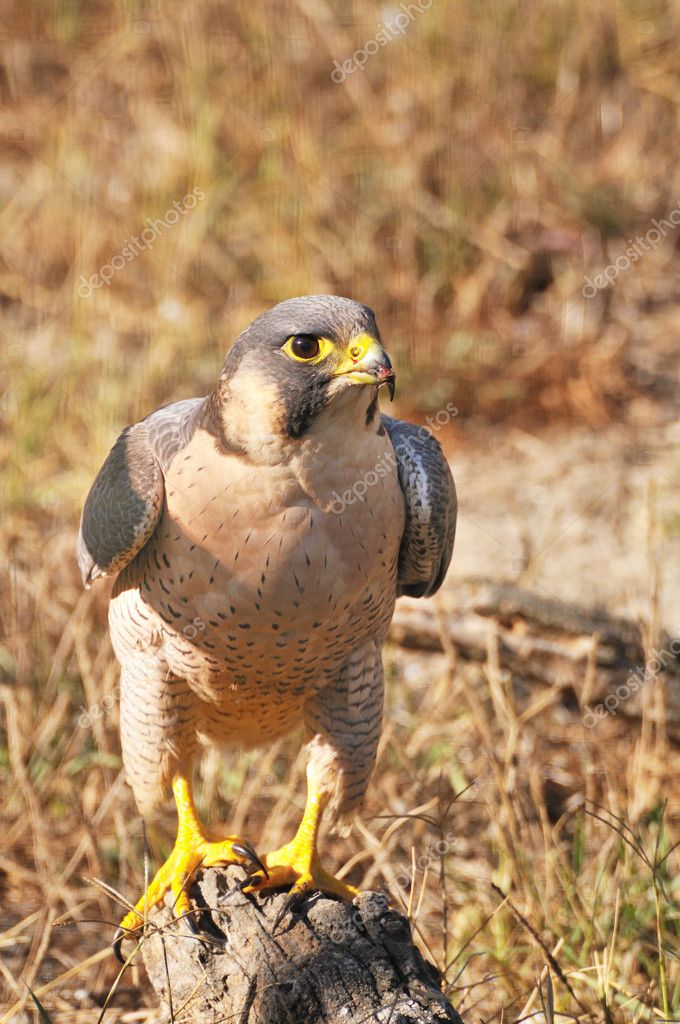 Falco Dopo Aver Mangiato Un Pulcino Foto Stock Rcerruti