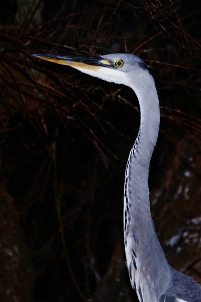 Head and neck of grey heron — Stock Photo, Image