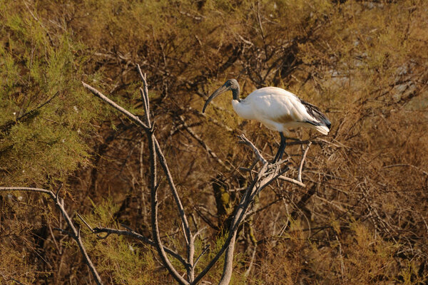 African Sacred Ibis on a tamarisk branch
