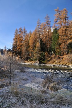 River and forest in Val Roseg, Switzerland clipart