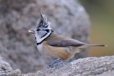 Crested Tit eating a seed clipart