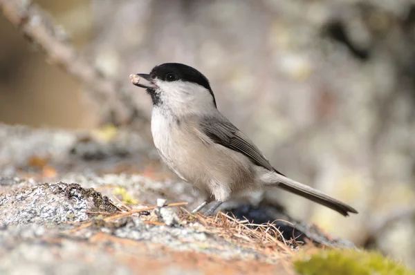 Coal Tit on a rock, side view — Stock Photo, Image
