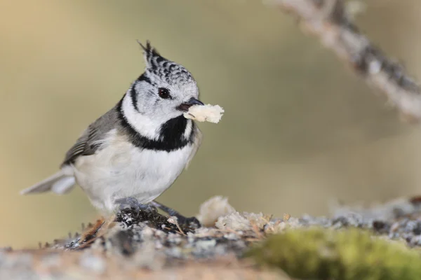 Crested Tit on a tree bark eating a seed — Stock Photo, Image