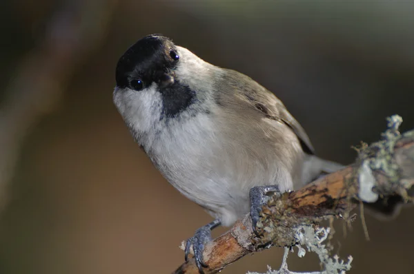 Coal Tit on a twig, looking in camera — Stock Photo, Image