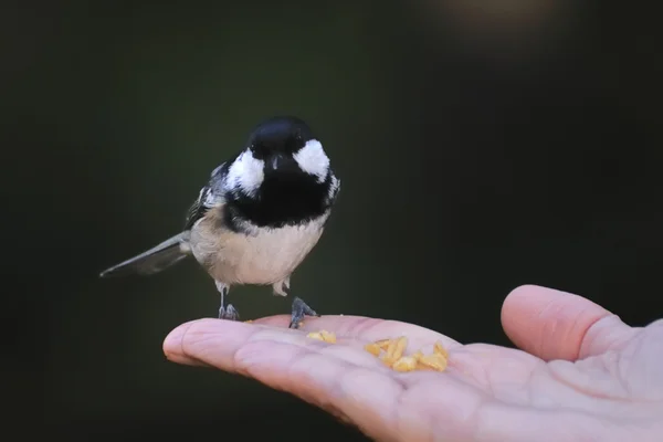 煤山雀带食物从一只手 — 图库照片