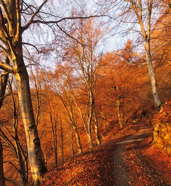 Dirt road through an autumn beech wood at dawn — Stock Photo, Image