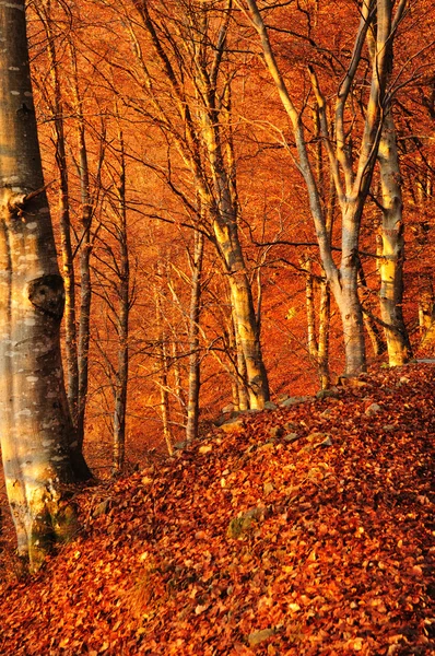 The first rays of sun hit an autumn beech wood — Stock Photo, Image