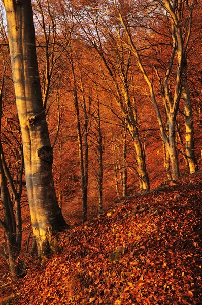Un legno di faggio all'alba in autunno — Foto Stock