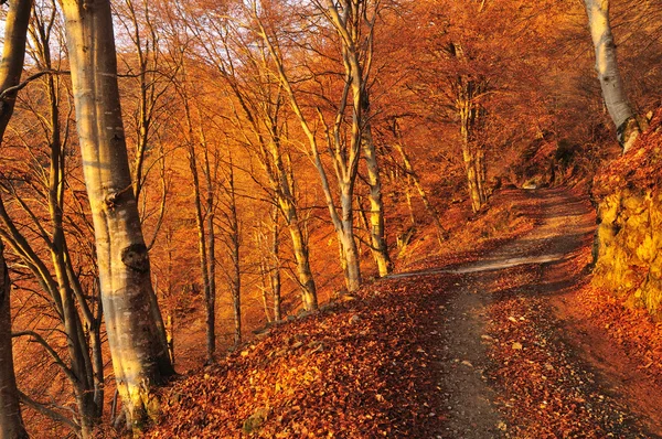 Dirt road in an autumn beech wood at dawn — Stock Photo, Image