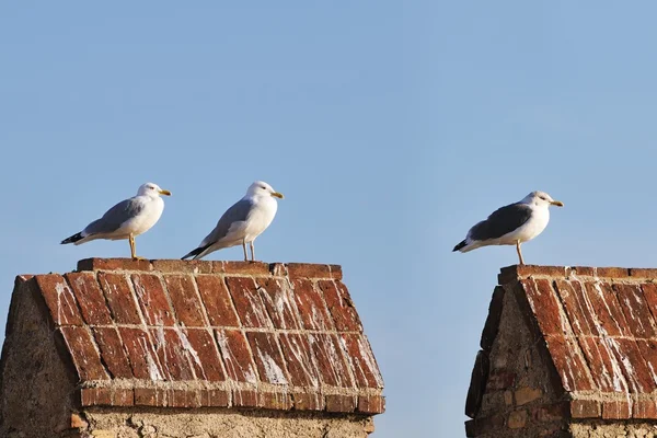 Three different gulls standing on a crenellation Royalty Free Stock Images
