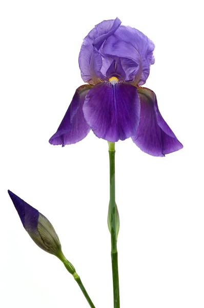 Irisblüte — Stockfoto